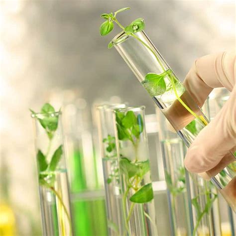 gmo testing for plants